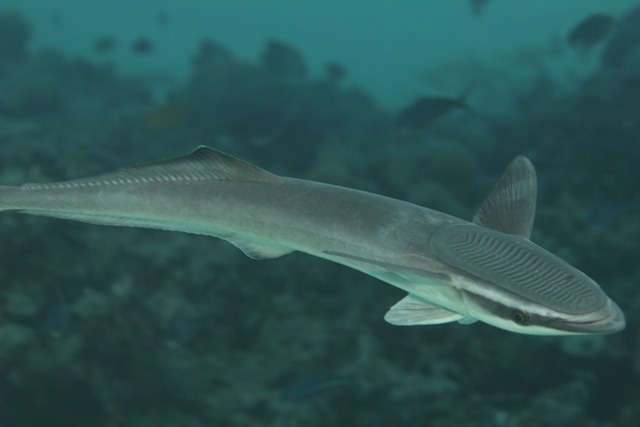 Echeneis naucrates